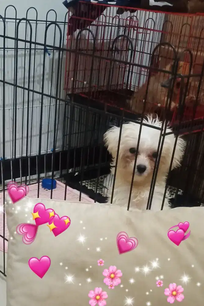 Anak Anjing Malteze