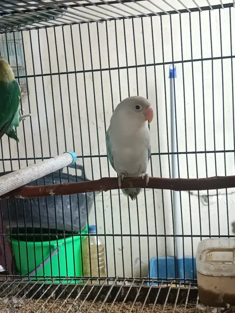 Lovebird jantan