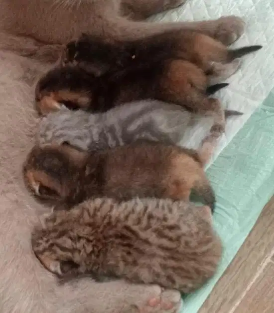 Kitten BSH (British Short Hair)