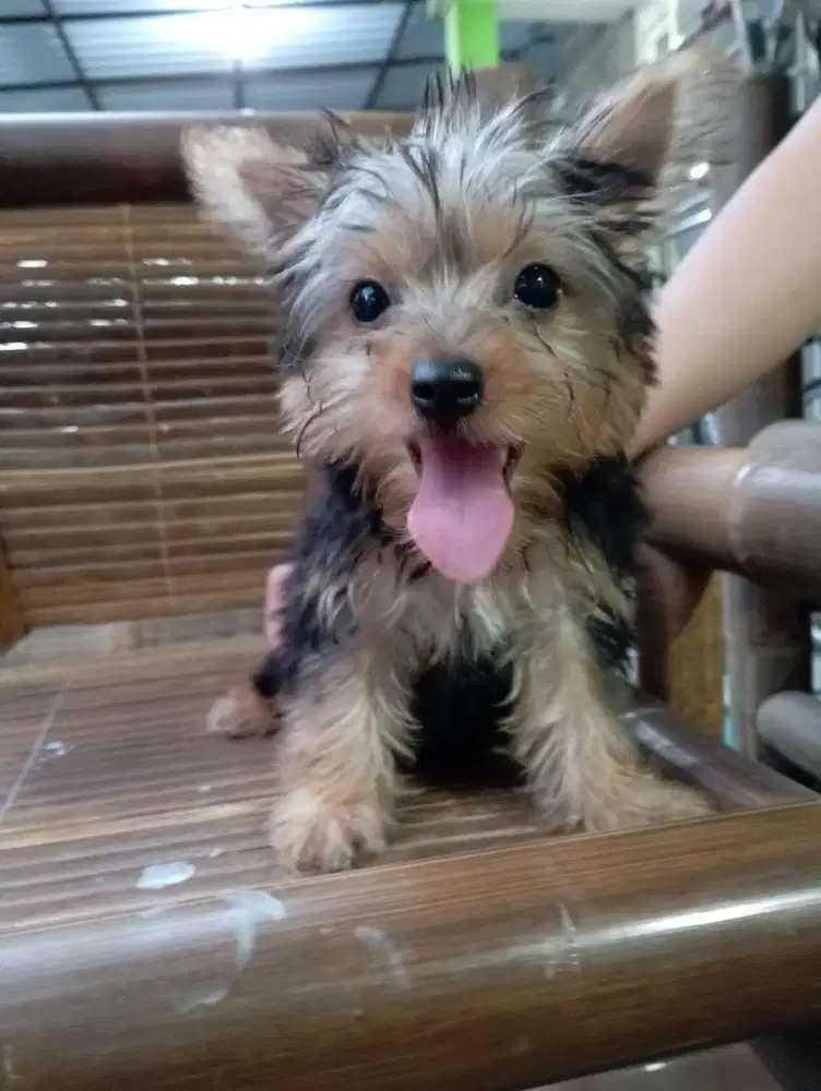 Yorkshire long hair puppy