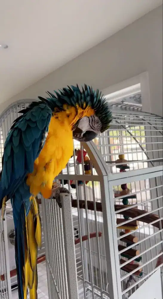 Blue and gold macaw