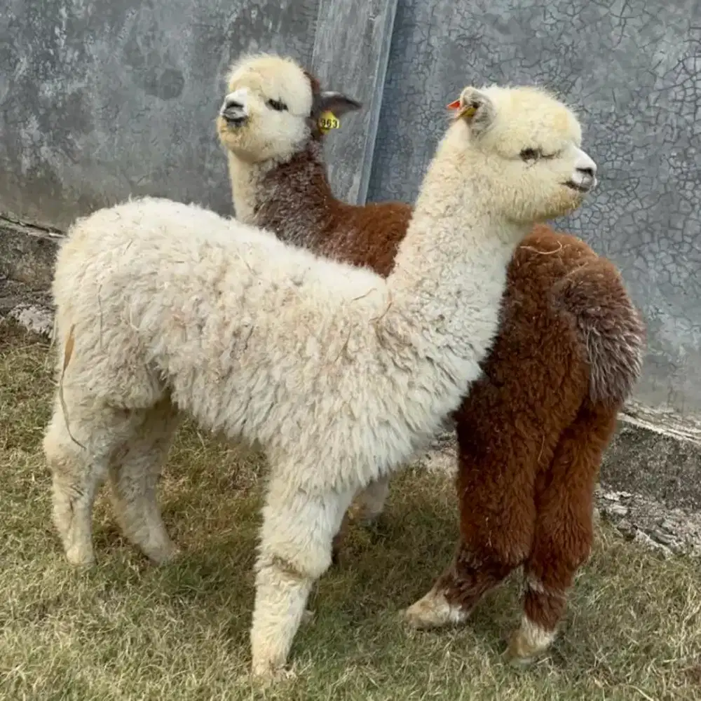Alpaca/alpaka kondisi sehat
