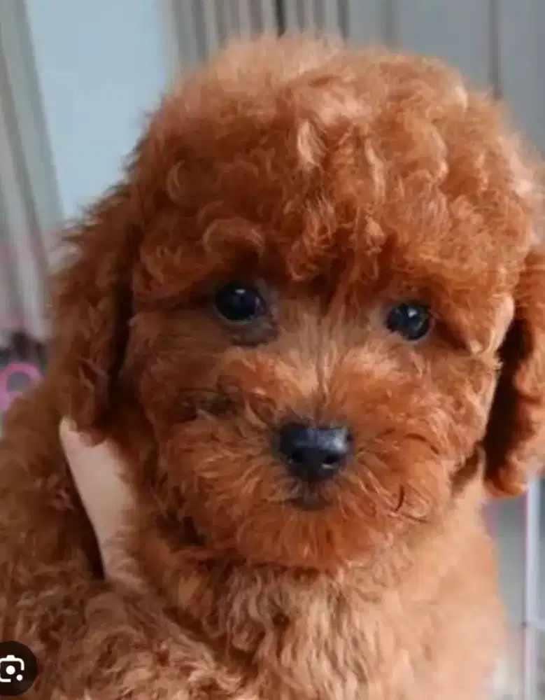 Betina tiny/toy red poodle