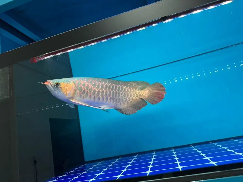Ikan arwana super red 50 cm