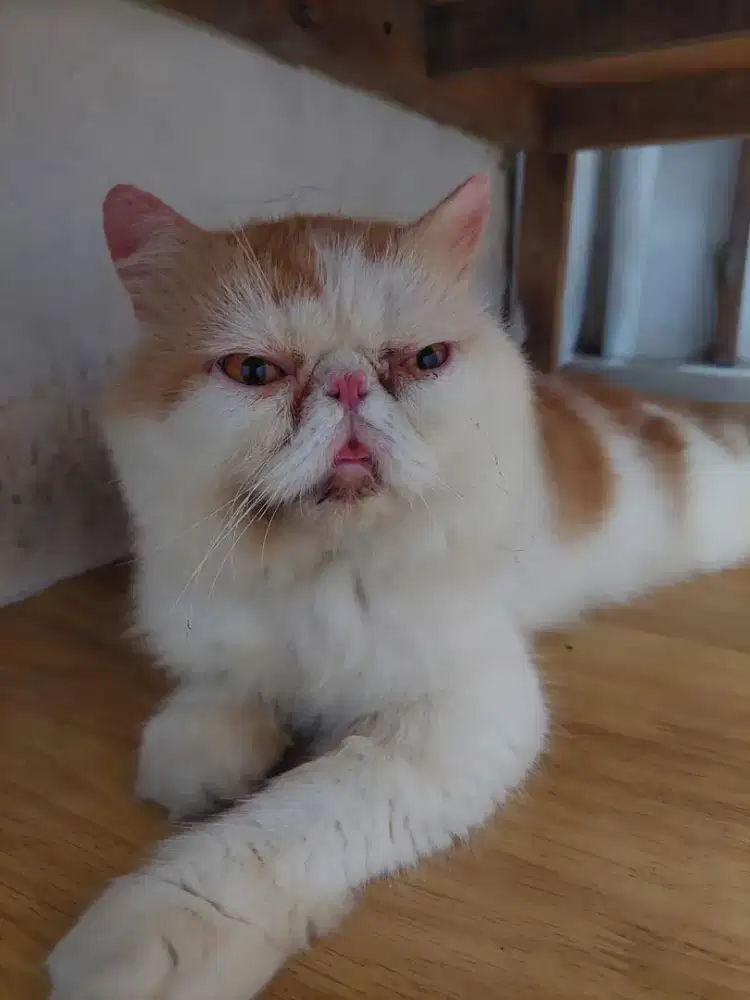 RH peaknose gembol
