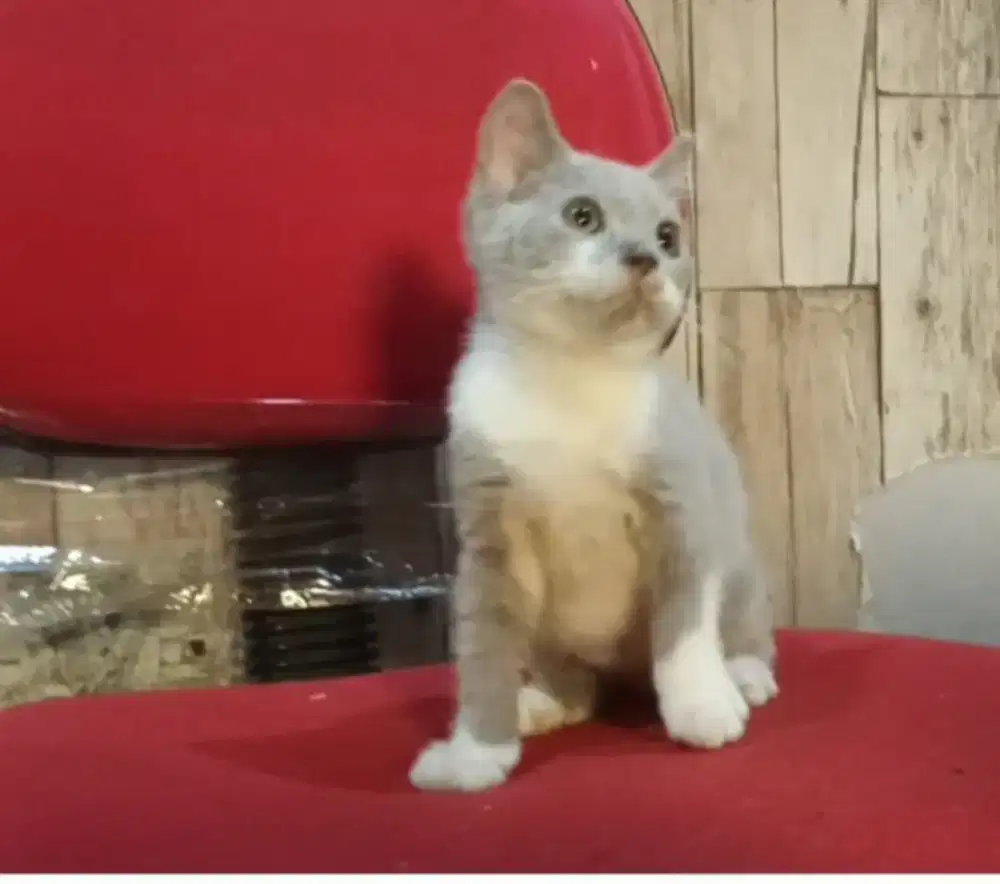Bsh mix lilac bico jantan