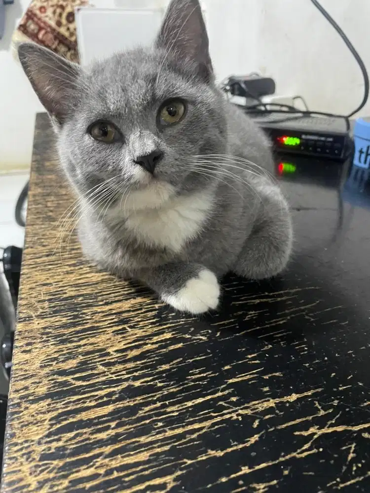 Kucing british shot hair