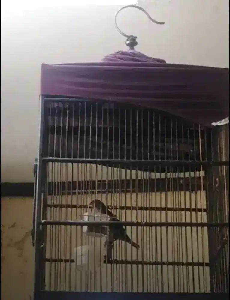 Burung cucak keling receh