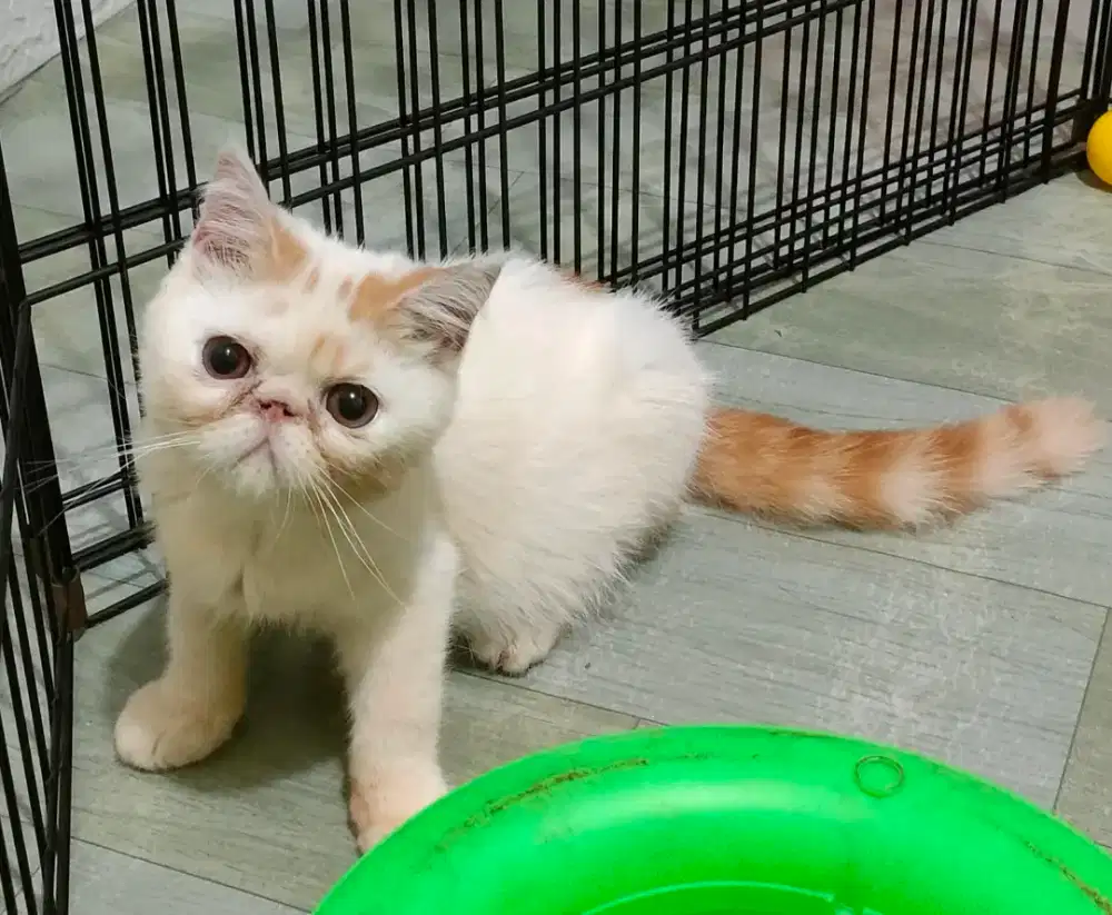 Lepas adopsi : Exotic Jantan 6 bulàn, Red Van