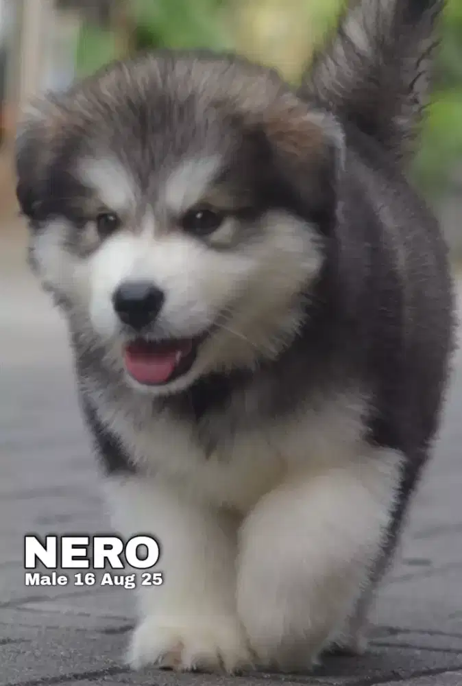 Alaskan malamute abu jantan •NERO•