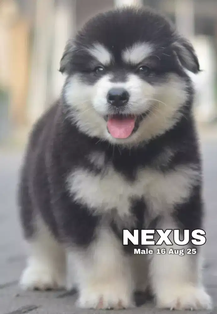 Alaskan malamute hitam jantan •NEXUS•