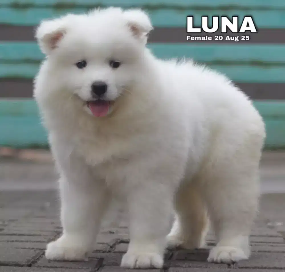 Samoyed betina •LUNA•