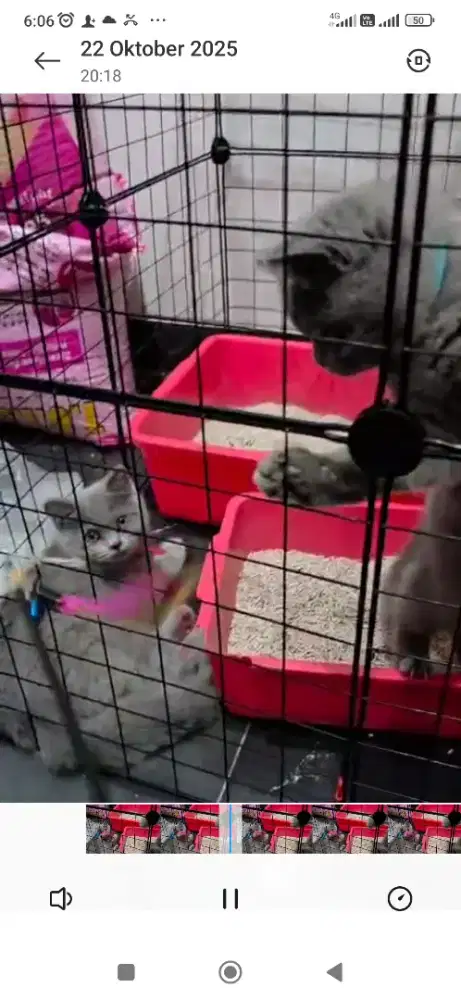 Kitten British shorthair