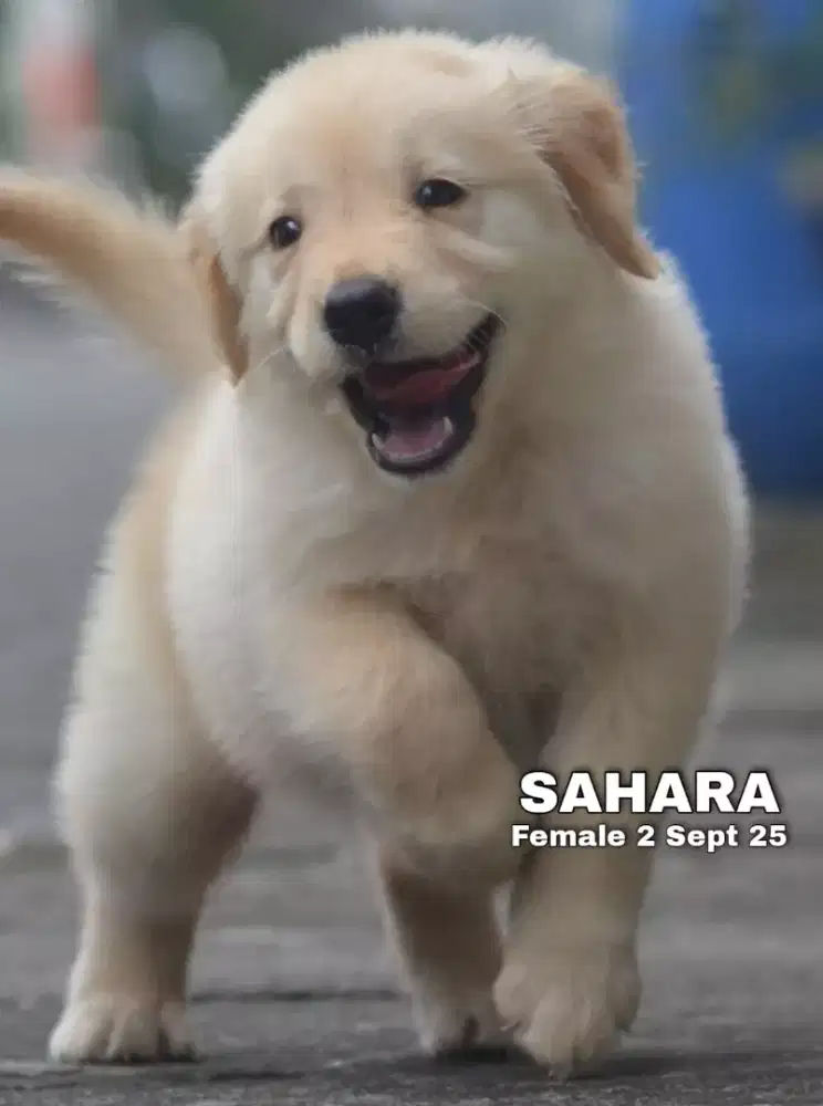 Golden betina •SAHARA•