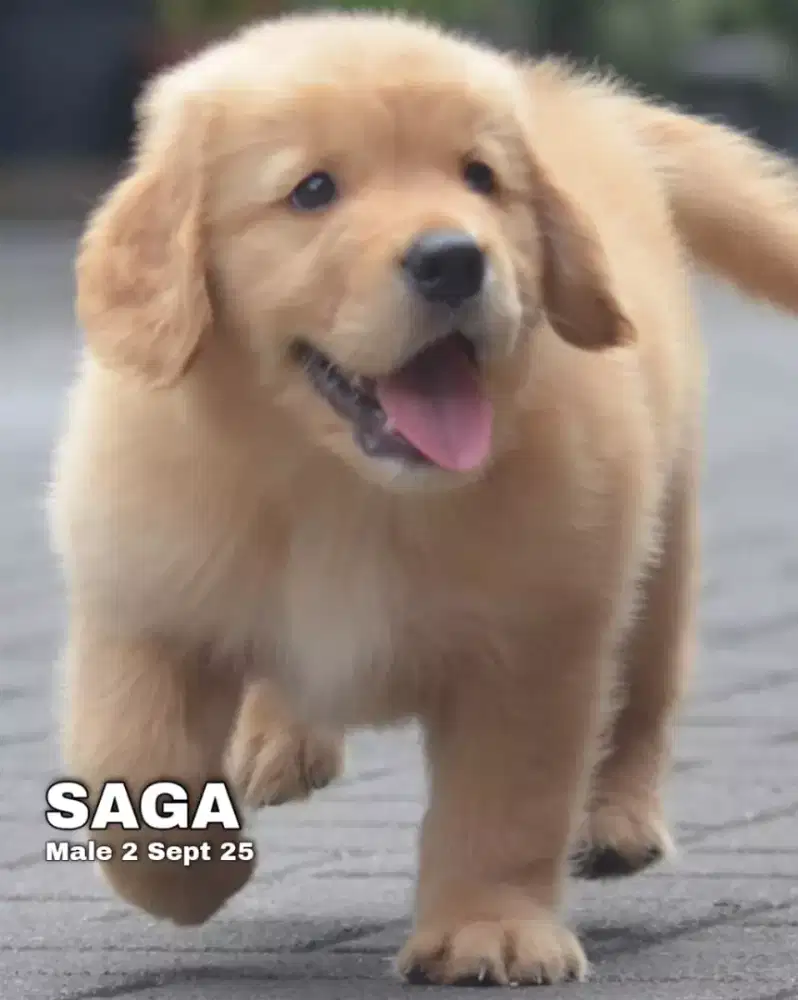 Golden jantan •SAGA•