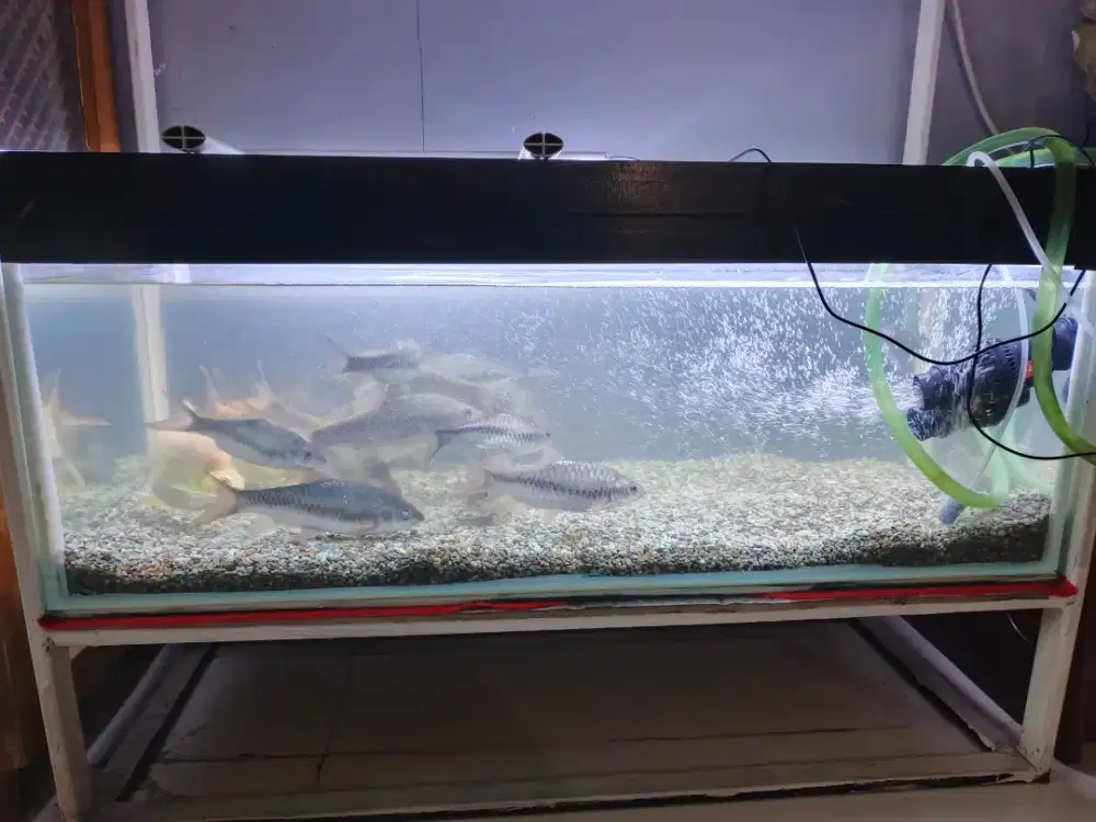 Aquarium Ikan Susun (Komplit)