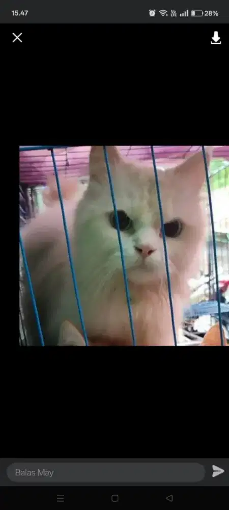 Kucing ras persia