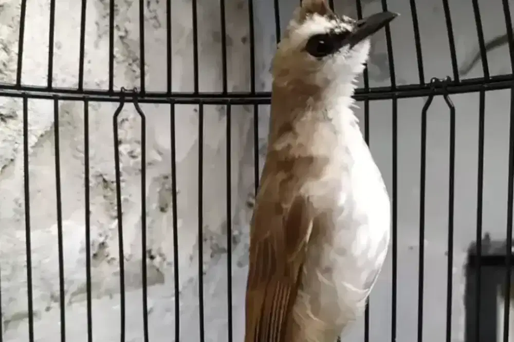 Burung trucuk jantan obyokan