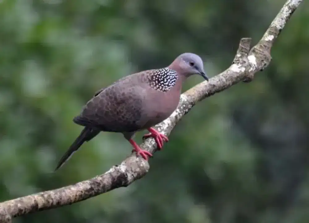 Burung derkuku obyokan