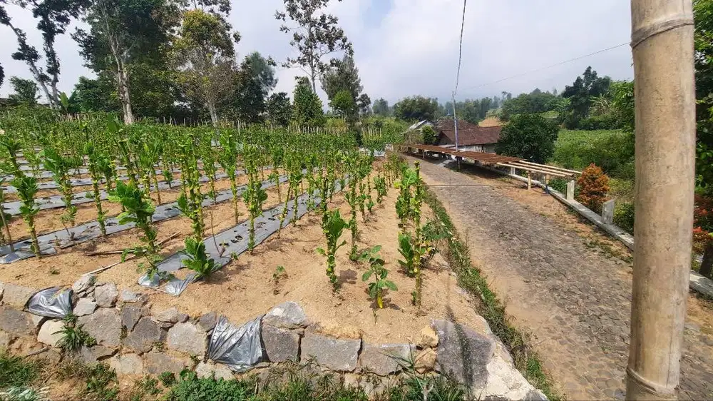 Tanah strategis di kecamatan bansari temanggung