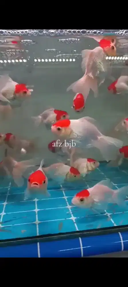 Ikan koki red cup