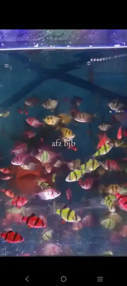 Glow fish tiger