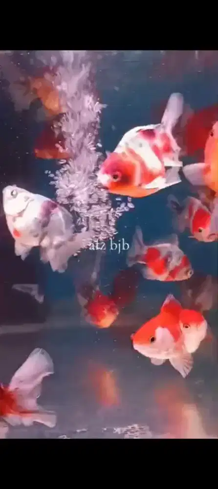 Ikan koki panca warna