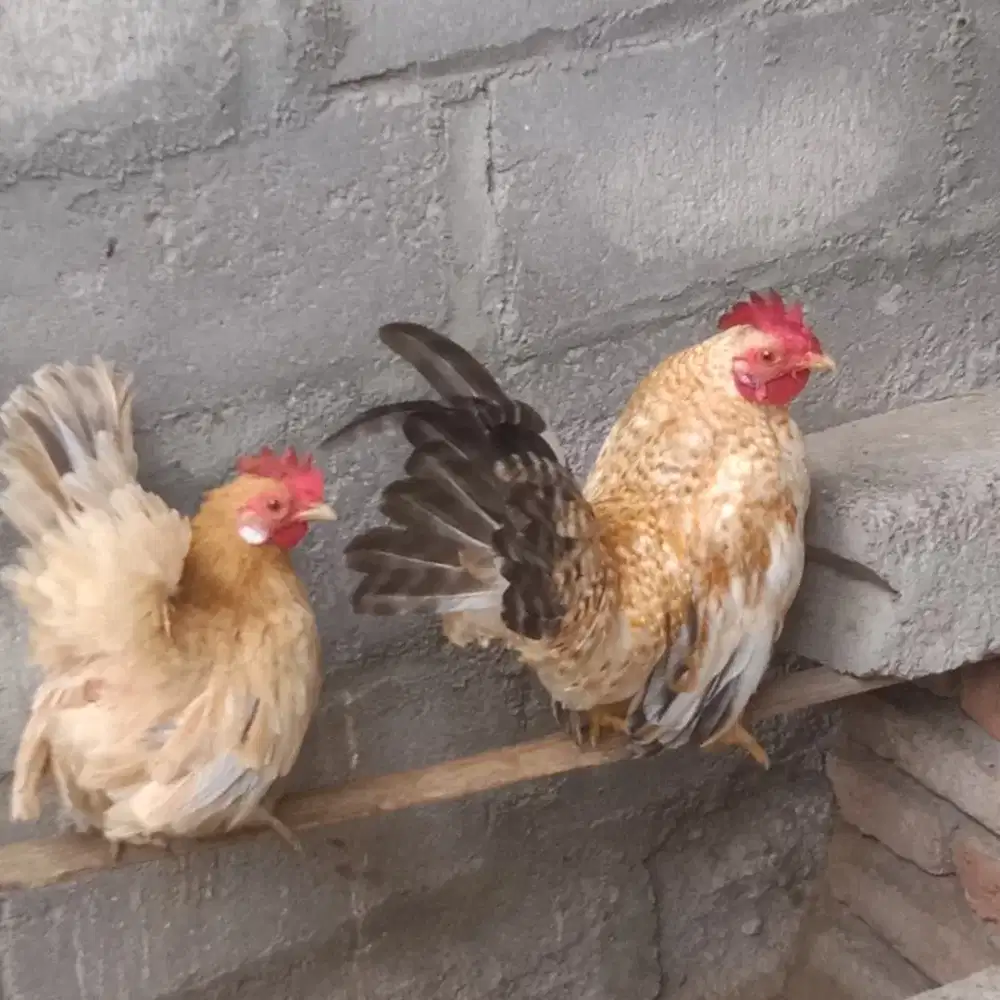 Ayam kate sepasang