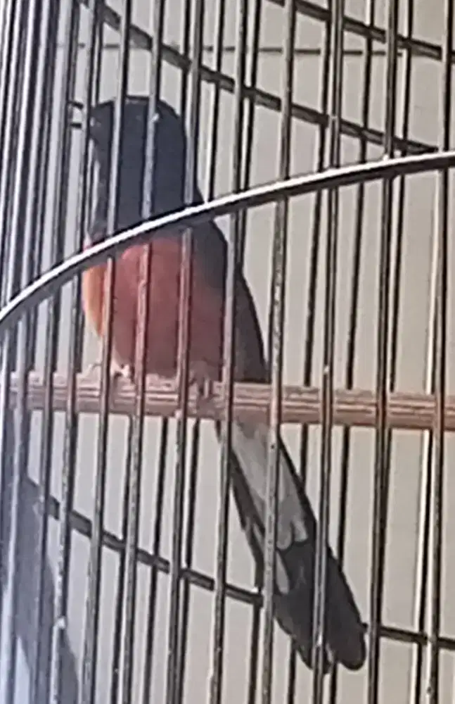 burung murai Medan kaki hitam gacor