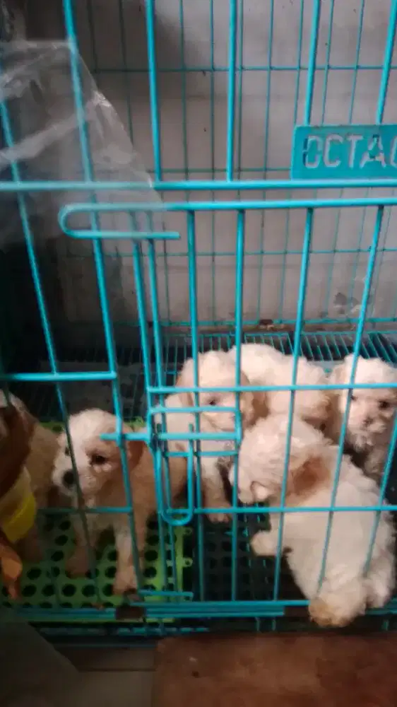 White Toy Poodle