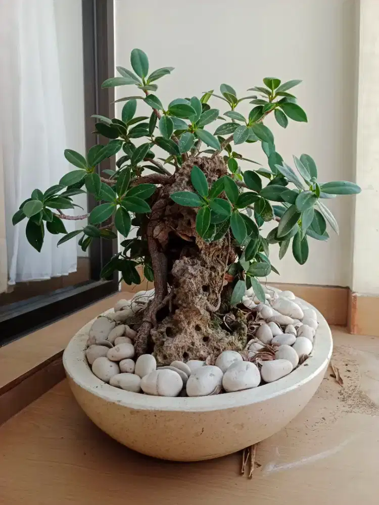 bonsai unik yg tumbuh dibatu gunung