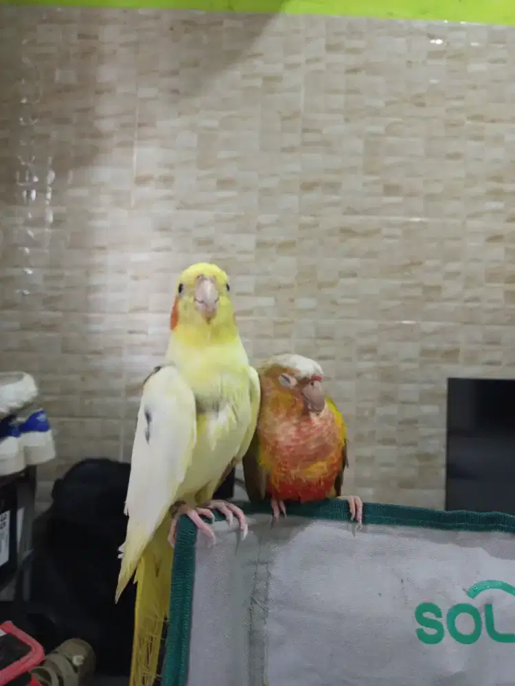 Burung pineapple