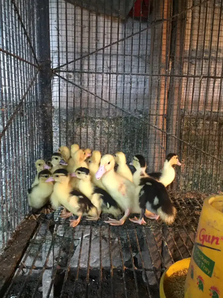 Minti entok umur 10 hari