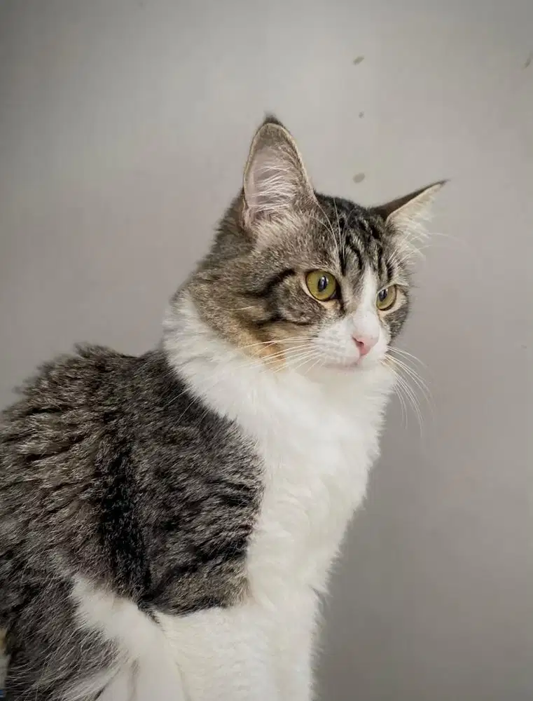 Open Adopt Persian Mainecoon