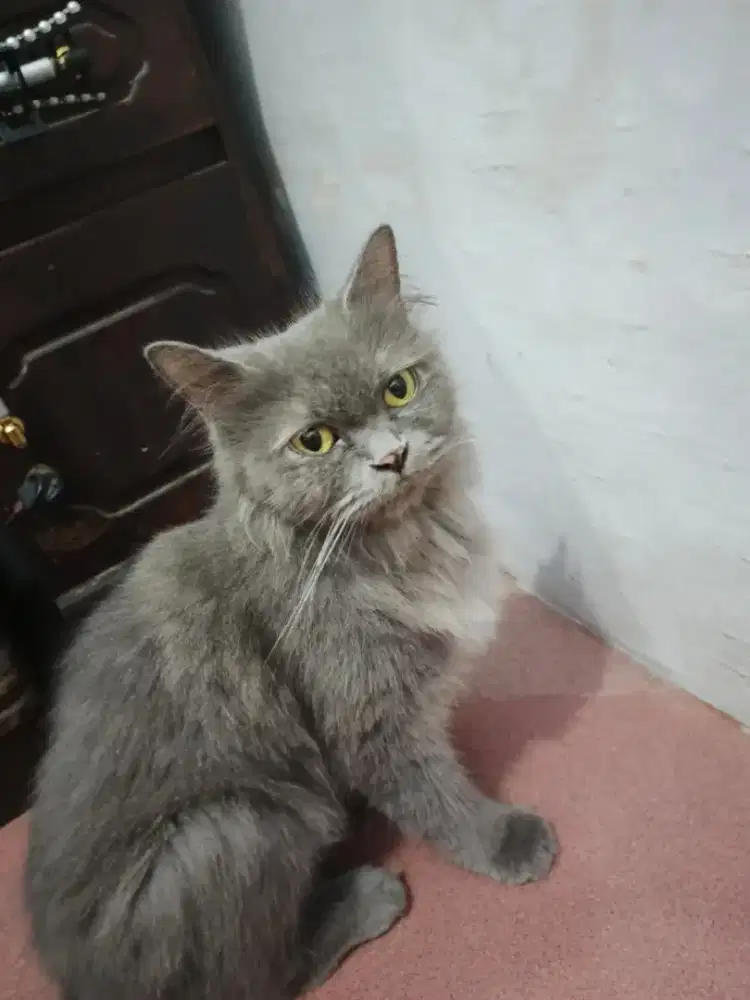 Persia Medium bagus