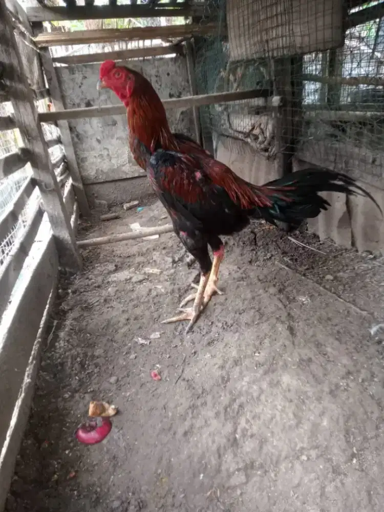 Jual ayam Siam merah
