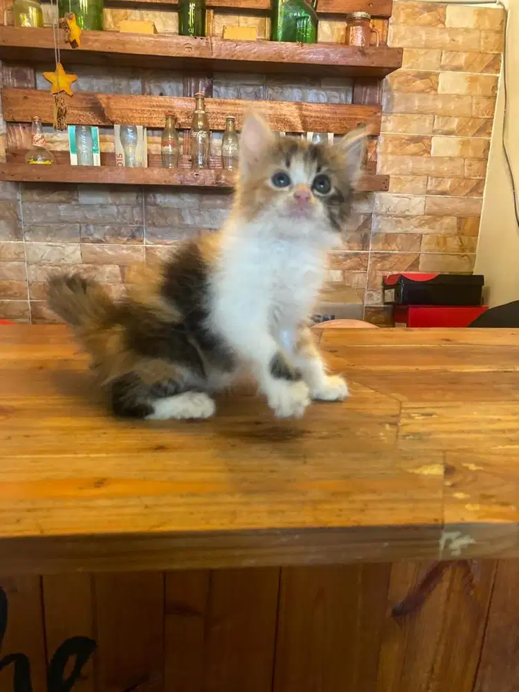 kucing persia medium