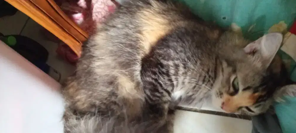 KUCING FEMUK FEMALE GEMUK