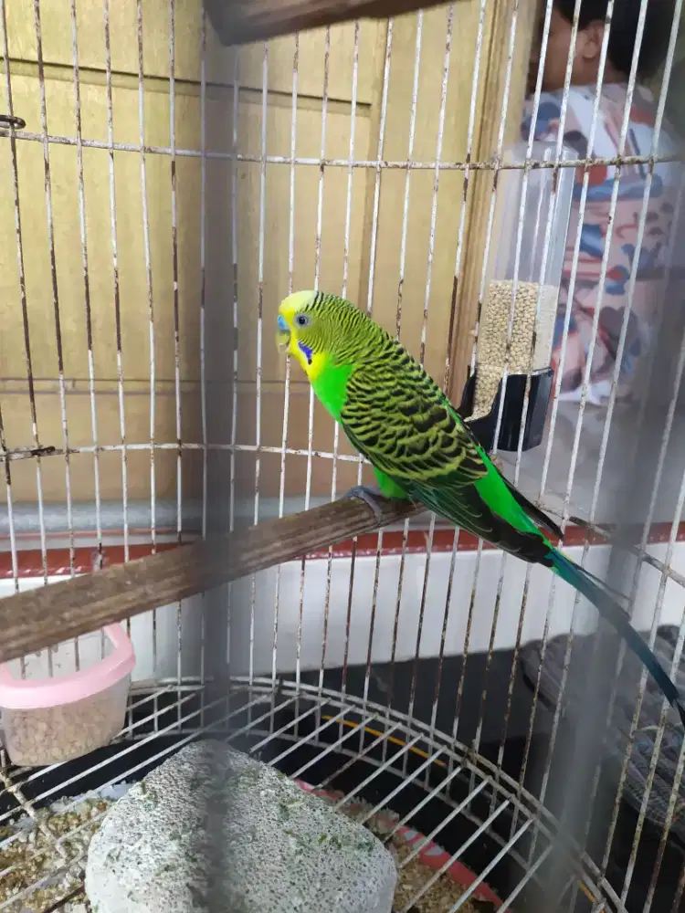 Burung Parkit jantan