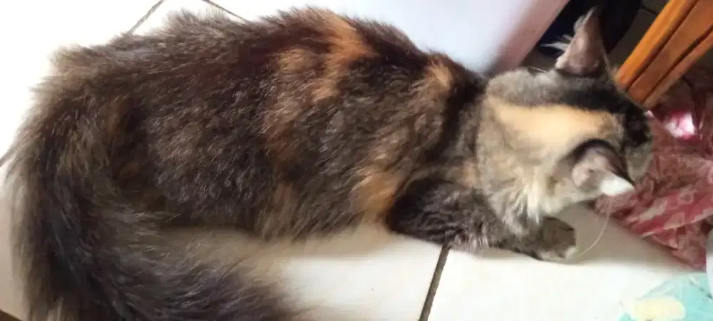 KUCING FEMUK FEMALE GEMUK.