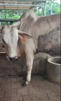 sapi putih jantan 350kiloan ongole siap potong hajatan nazar sedekahan