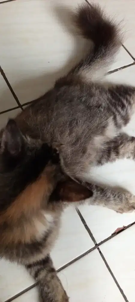 KUCING FEMUK FEMALE GEMUK