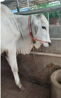sapi jawa putih jantan 350kiloan siap potong hajatan sedekahan nazar