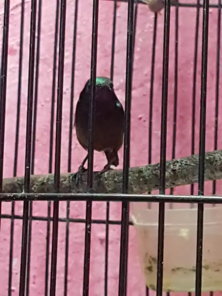 Konim darcok udah rajin bunyu