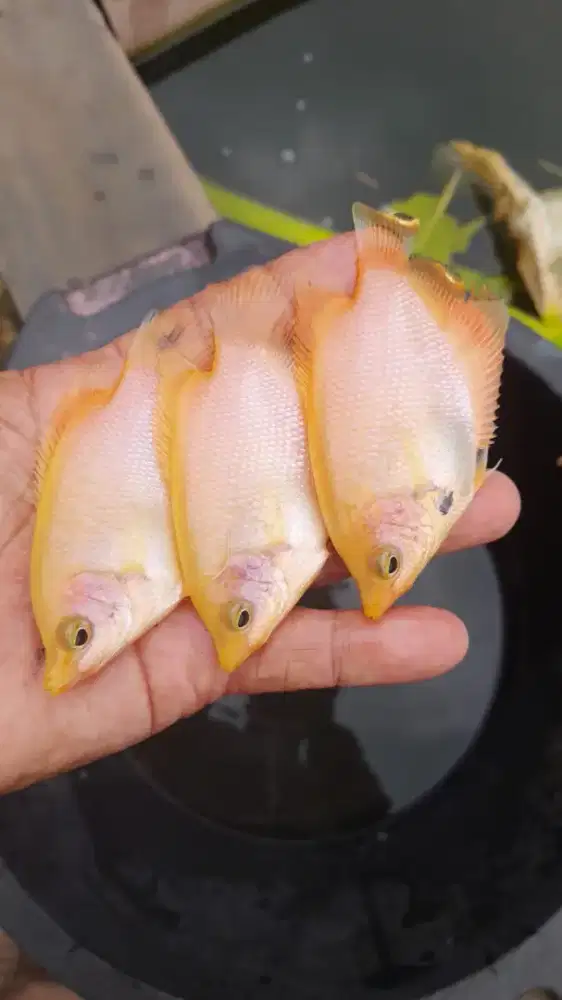 Bibit gurame padang ukuran korek
