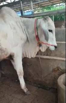 sapi jawa jantan 350 kiloan ongole layak potong hajatan sedekah nazar