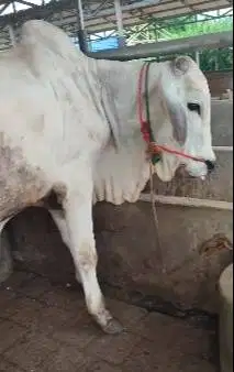 sapi jantan 350kiloan 2 tahunan siap potong hajatan nazar sedekahan ok
