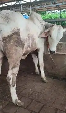 sapi jantan 350kiloan 2 tahunan siap potong hajatan nazar sedekahan ok