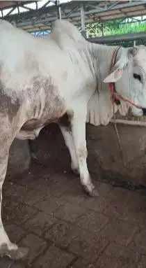 sapi jantan PO 350kiloan ongole siap potong hajatan nazar sedekahan ok