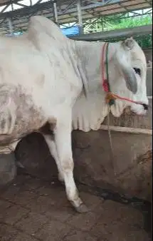 sapi jantan PO 350kiloan ongole siap potong hajatan nazar sedekahan ok